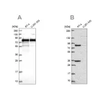 Merck Anti-CLINT1 antibody produced in rabbit