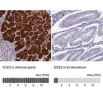 Merck Anti-ECE2 antibody produced in rabbit