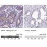 Merck Anti-SNTN antibody produced in rabbit