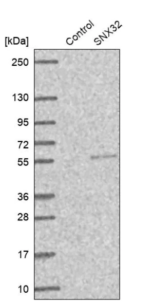 Merck Anti-SNX32 antibody produced in rabbit