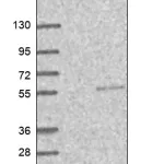 Merck Anti-SNX32 antibody produced in rabbit
