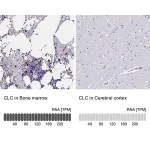 Merck Anti-CLC antibody produced in rabbit