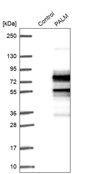 Merck Anti-PALM antibody produced in rabbit