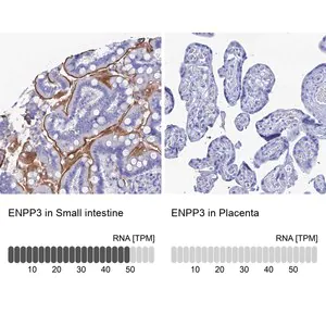 Merck Anti-ENPP3 antibody produced in rabbit