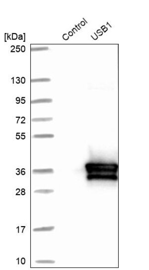 Merck Anti-USB1 antibody produced in rabbit