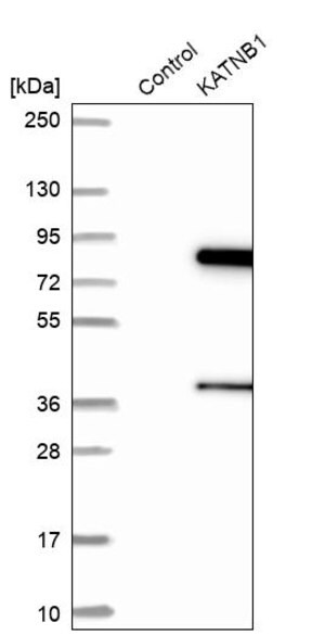 Merck Anti-KATNB1 antibody produced in rabbit