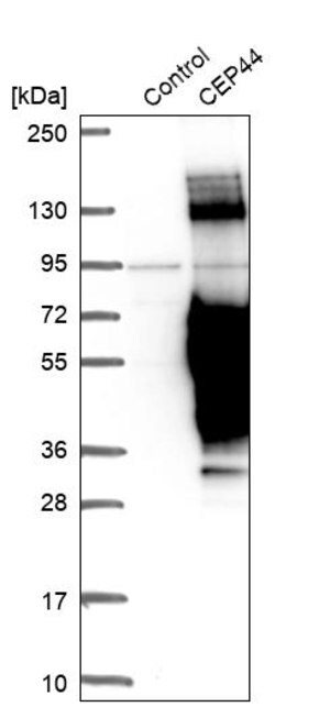 Merck Anti-CEP44 antibody produced in rabbit