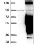 Merck Anti-CEP44 antibody produced in rabbit
