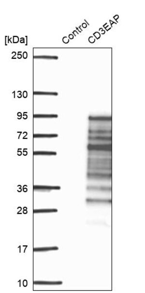 Merck Anti-CD3EAP antibody produced in rabbit