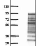 Merck Anti-CD3EAP antibody produced in rabbit