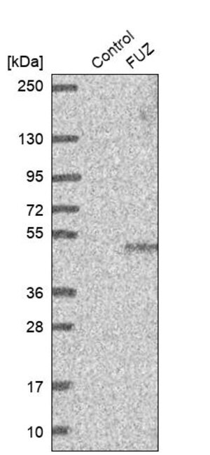 Merck Anti-FUZ antibody produced in rabbit