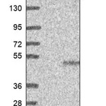 Merck Anti-FUZ antibody produced in rabbit