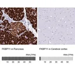 Merck Anti-FKBP11 antibody produced in rabbit