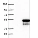 Merck Anti-FAM212A antibody produced in rabbit
