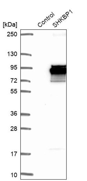 Merck Anti-SHKBP1 antibody produced in rabbit