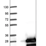 Merck Anti-PPP1R14D antibody produced in rabbit
