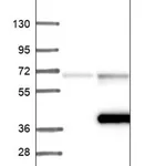 Merck Anti-UNC119 antibody produced in rabbit