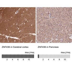 Merck Anti-ZNF436 antibody produced in rabbit