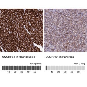 Merck Anti-UQCRFS1 antibody produced in rabbit
