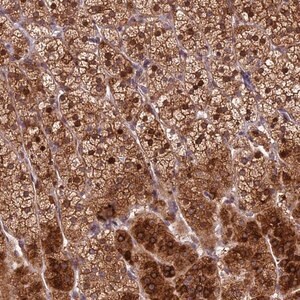Merck Anti-CCSER1 antibody produced in rabbit