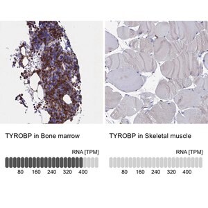 Merck Anti-TYROBP antibody produced in rabbit