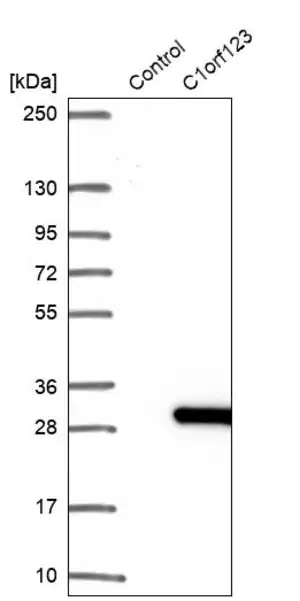 Merck Anti-C1orf123 antibody produced in rabbit
