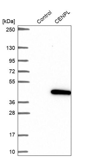Merck Anti-CENPL antibody produced in rabbit