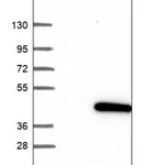 Merck Anti-CENPL antibody produced in rabbit
