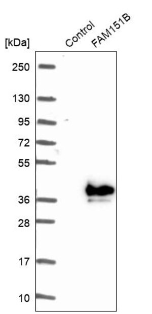 Merck Anti-FAM151B antibody produced in rabbit