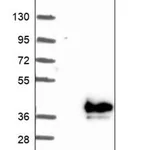 Merck Anti-FAM151B antibody produced in rabbit