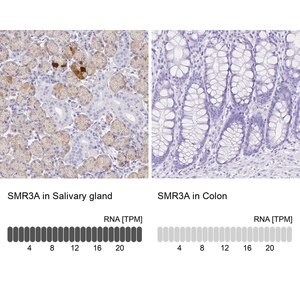 Merck Anti-SMR3A antibody produced in rabbit
