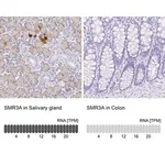 Merck Anti-SMR3A antibody produced in rabbit