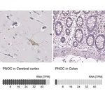 Merck Anti-PNOC antibody produced in rabbit
