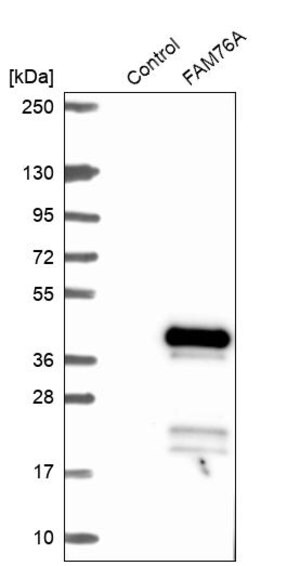 Merck Anti-FAM76A antibody produced in rabbit