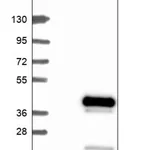 Merck Anti-FAM76A antibody produced in rabbit