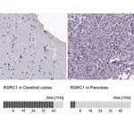 Merck Anti-RSRC1 antibody produced in rabbit