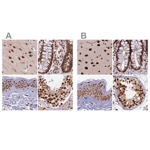 Merck Anti-FAM103A1 antibody produced in rabbit