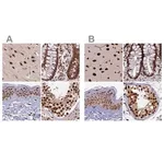 Merck Anti-FAM103A1 antibody produced in rabbit
