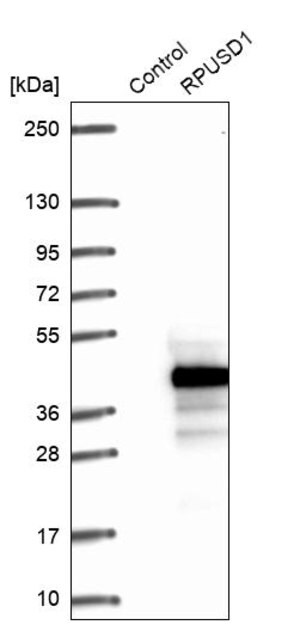 Merck Anti-RPUSD1 antibody produced in rabbit