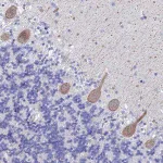 Merck Anti-KCNK18 antibody produced in rabbit