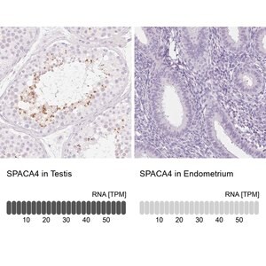 Merck Anti-SPACA4 antibody produced in rabbit