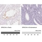 Merck Anti-SPACA4 antibody produced in rabbit