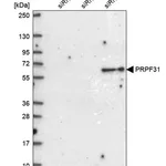 Merck Anti-PRPF31 antibody produced in rabbit