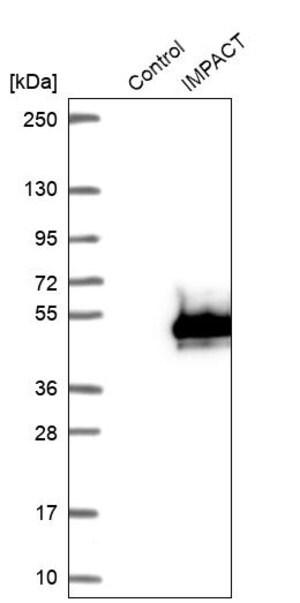 Merck Anti-IMPACT antibody produced in rabbit