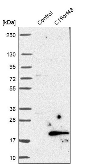 Merck Anti-C19orf48 antibody produced in rabbit