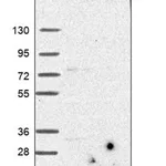 Merck Anti-C19orf48 antibody produced in rabbit