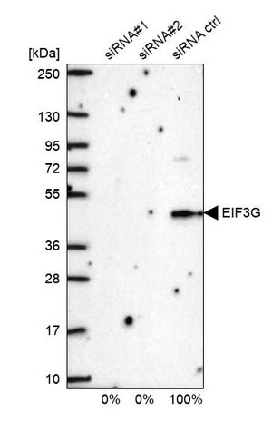 Merck Anti-EIF3G antibody produced in rabbit