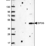 Merck Anti-EIF3G antibody produced in rabbit