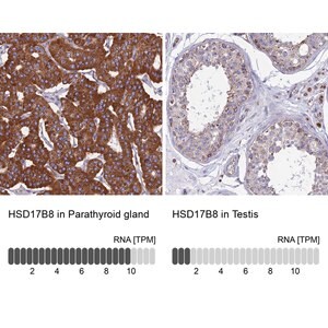 Merck Anti-HSD17B8 antibody produced in rabbit