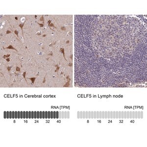Merck Anti-CELF5 antibody produced in rabbit